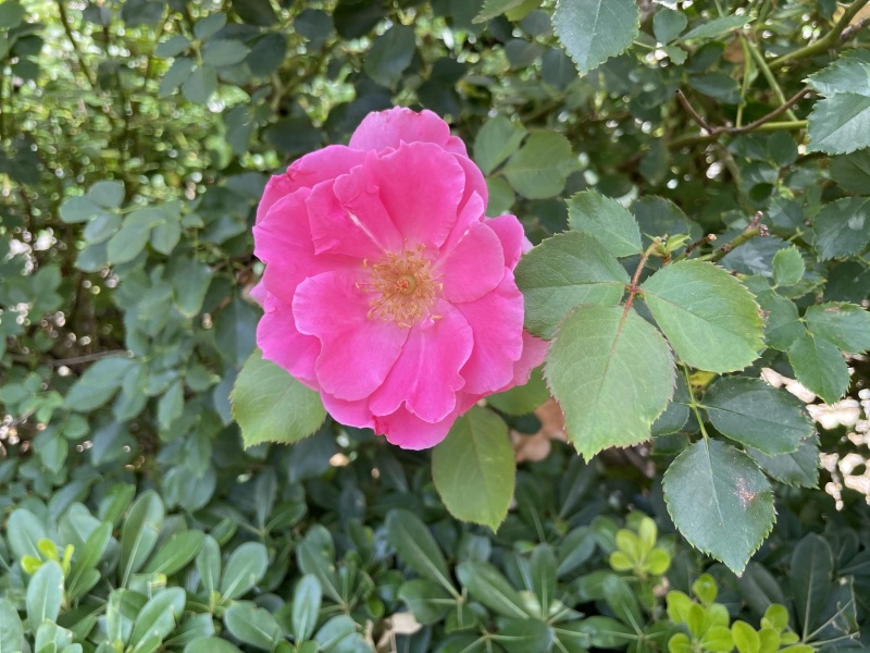 Photos