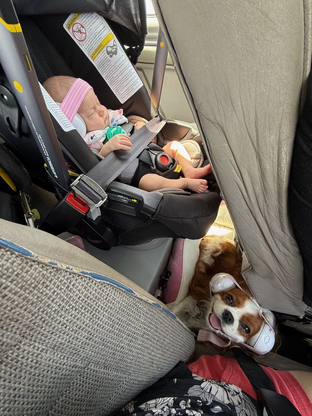 Violets First Flight